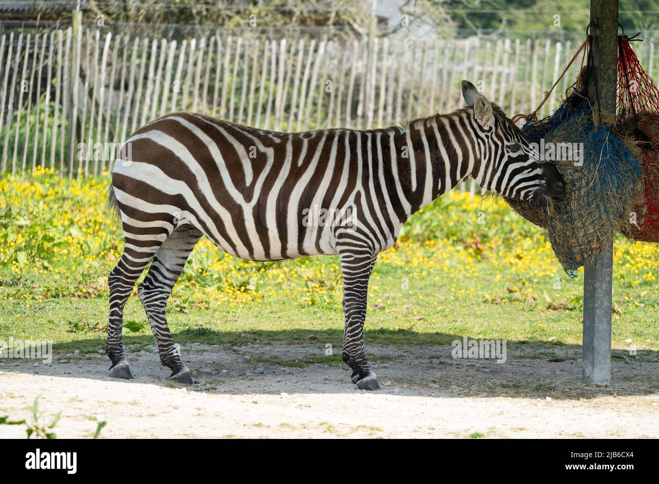 Zebrafütterung im Wildpark mit markanten schwarz-weißen Streifen Stockfoto