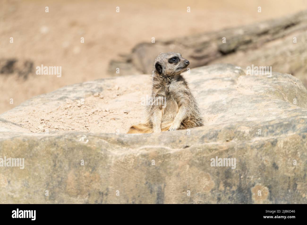 Warnender Erdmännchen, der aufrecht auf Felsen im Wildpark sitzt Stockfoto
