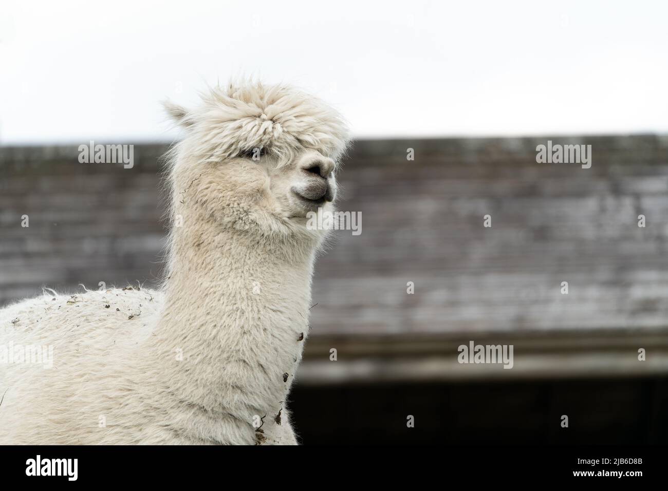 Weißes Alpaka mit flauschigem Haar im Peak Wildlife Park Stockfoto