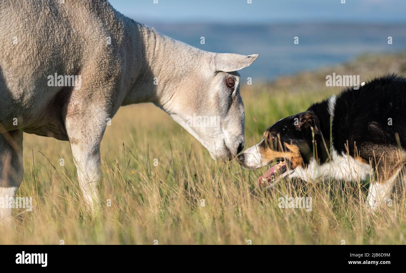 Border Collie Schäferhund und ein weiß gesichtender Widder stehen sich von Nase zu Nase gegenüber. North Yorkshire, Großbritannien. Stockfoto