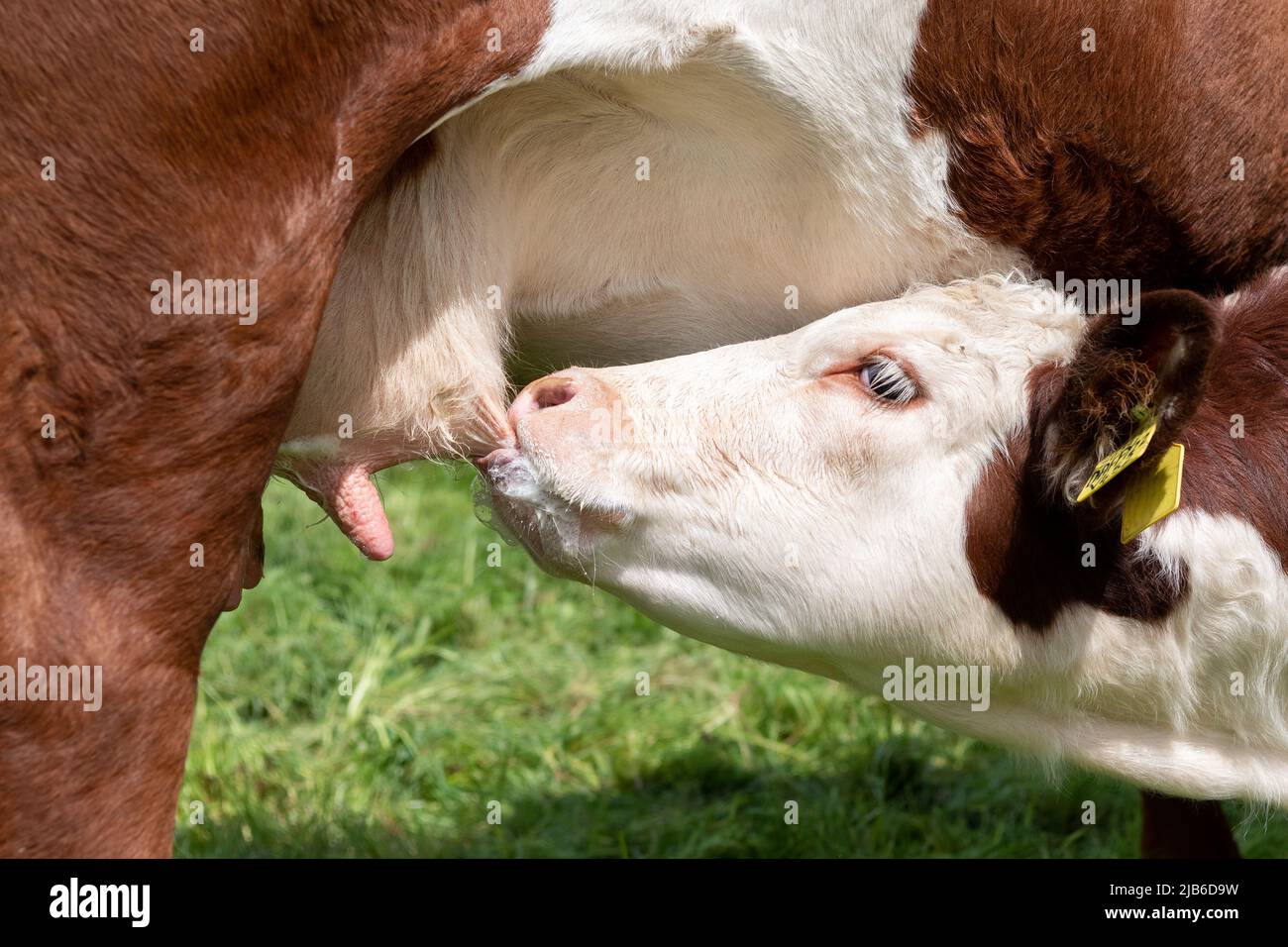 Hereford-Kuh, eine einheimische englische Rinderrasse, die ihr Kalb auf einer Hochlandweide, Cumbria, Großbritannien, säckt. Stockfoto