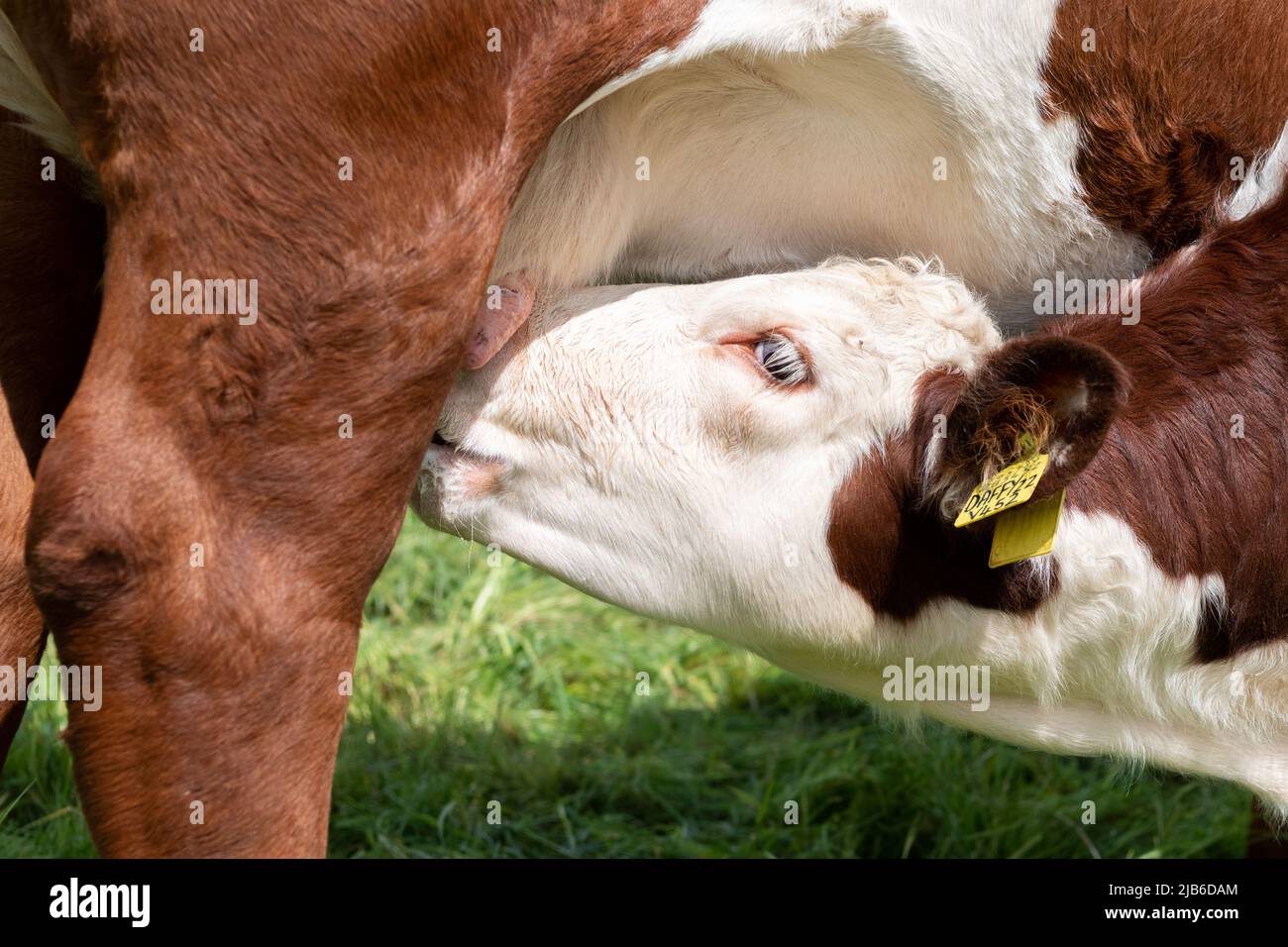 Hereford-Kuh, eine einheimische englische Rinderrasse, die ihr Kalb auf einer Hochlandweide, Cumbria, Großbritannien, säckt. Stockfoto