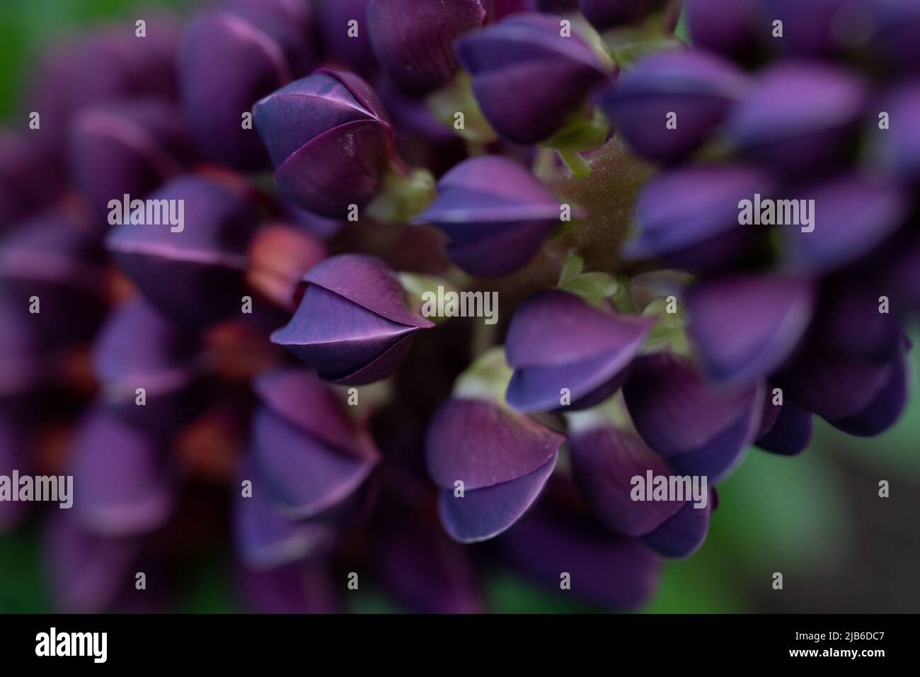 Nahaufnahme von violetten Lupinenblüten in Blüte, die zarte Blütenblätter und natürliche botanische Schönheit zeigen Stockfoto