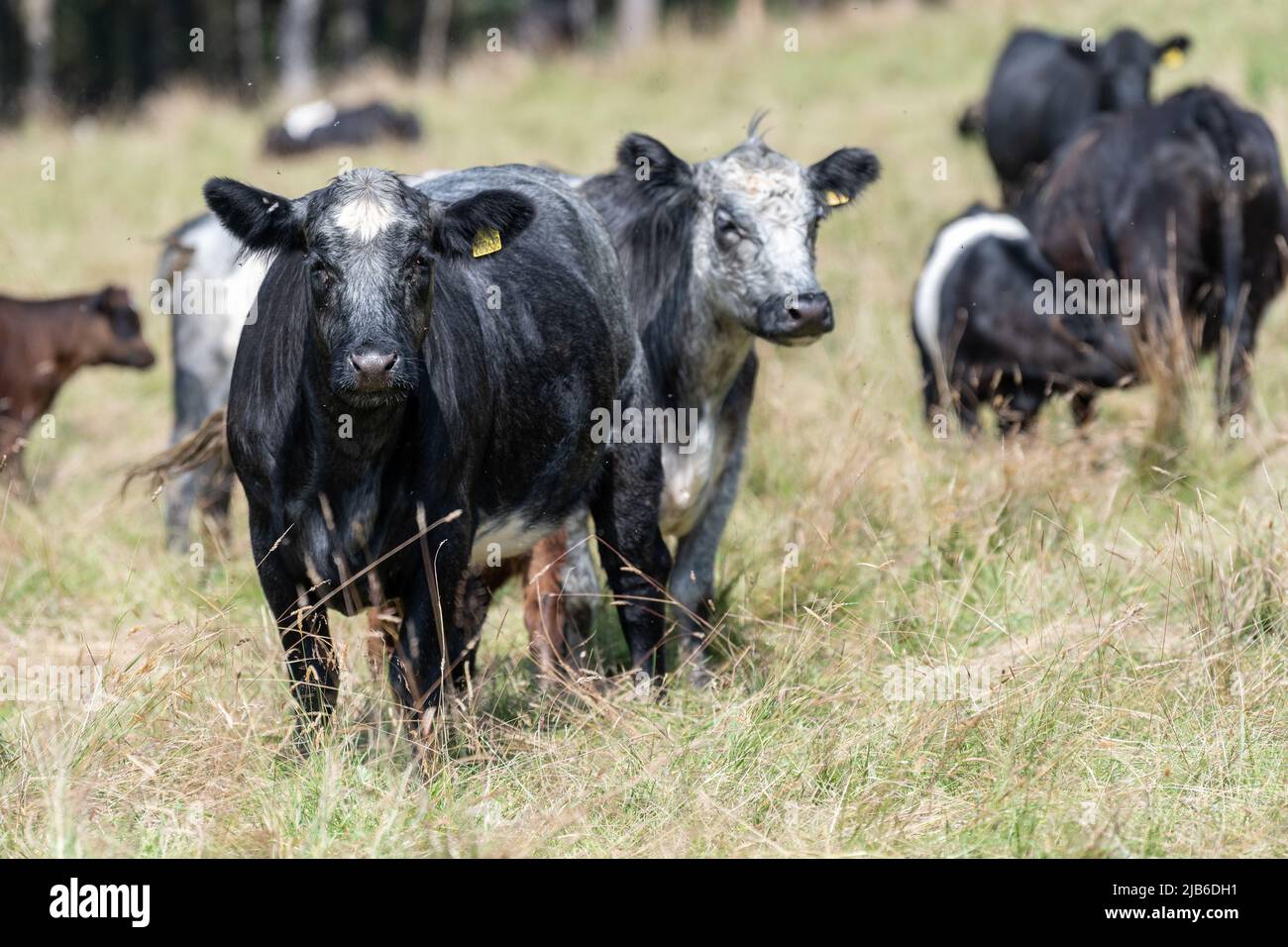 Herde von blaugrauen Rindern auf rauem Weideland, Co. Durham, Großbritannien. Stockfoto