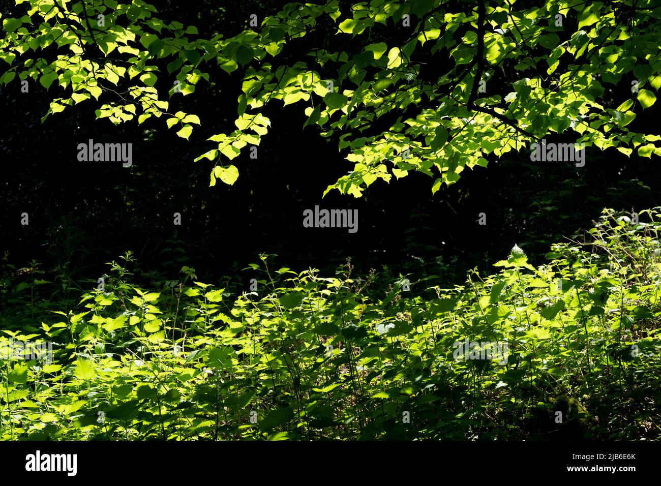 Sonnendurchflutetes grünes Laub und Unterholz im Wald mit Licht und Schatten Stockfoto