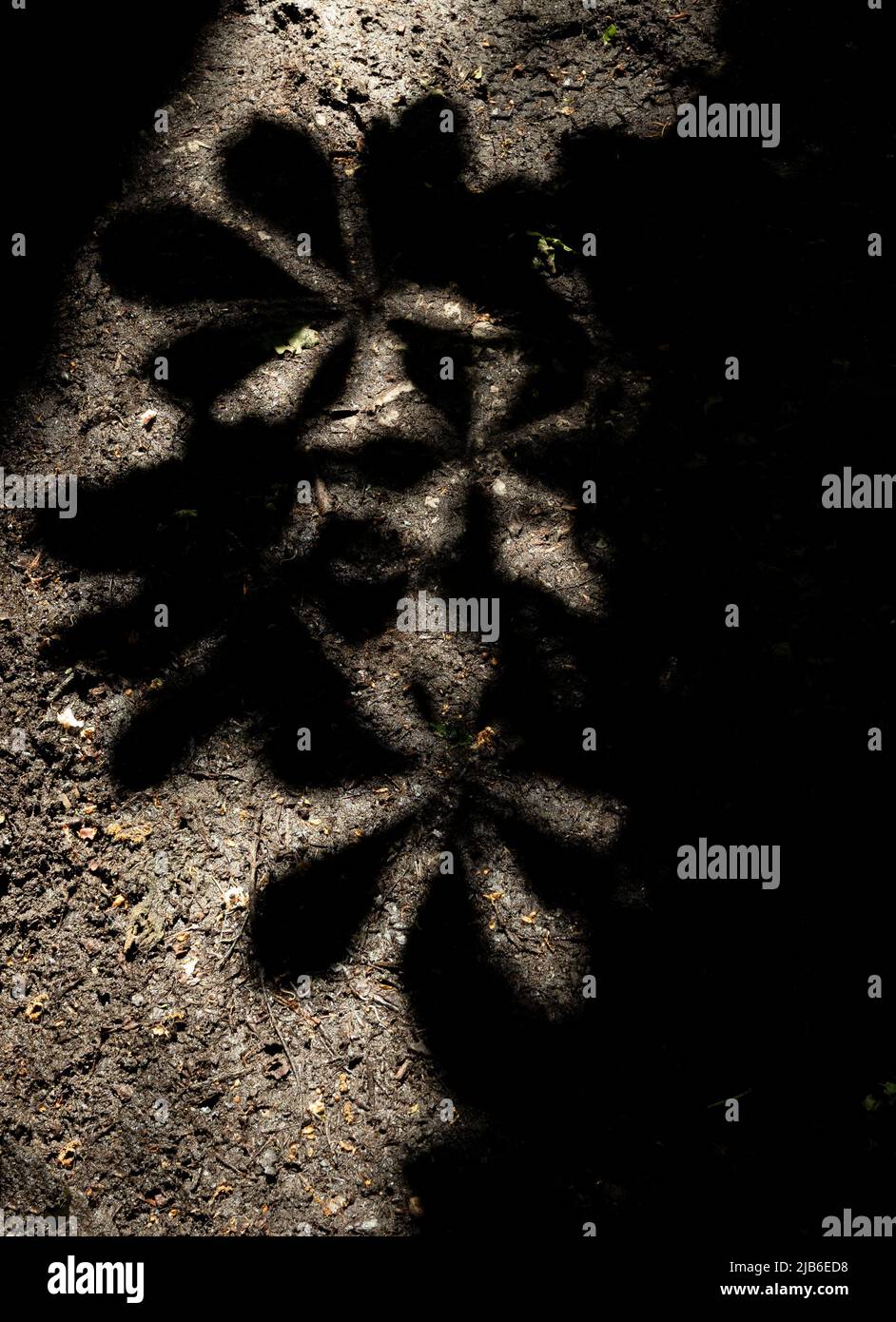 Dramatische Schatten von Gänseblümchen auf strukturierter Bodenoberfläche Stockfoto