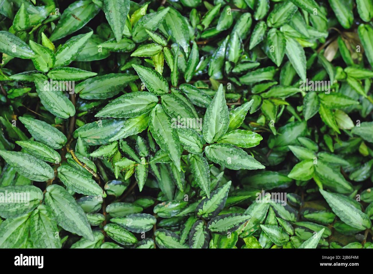 Heimisch in südasien, asien, Blätter, ornamental, Zimmerpflanze, Elatostema repens, Brennnessel, blühende Pflanze, viele, Draufsicht, Exotisch, tropisch, Boden, d Stockfoto