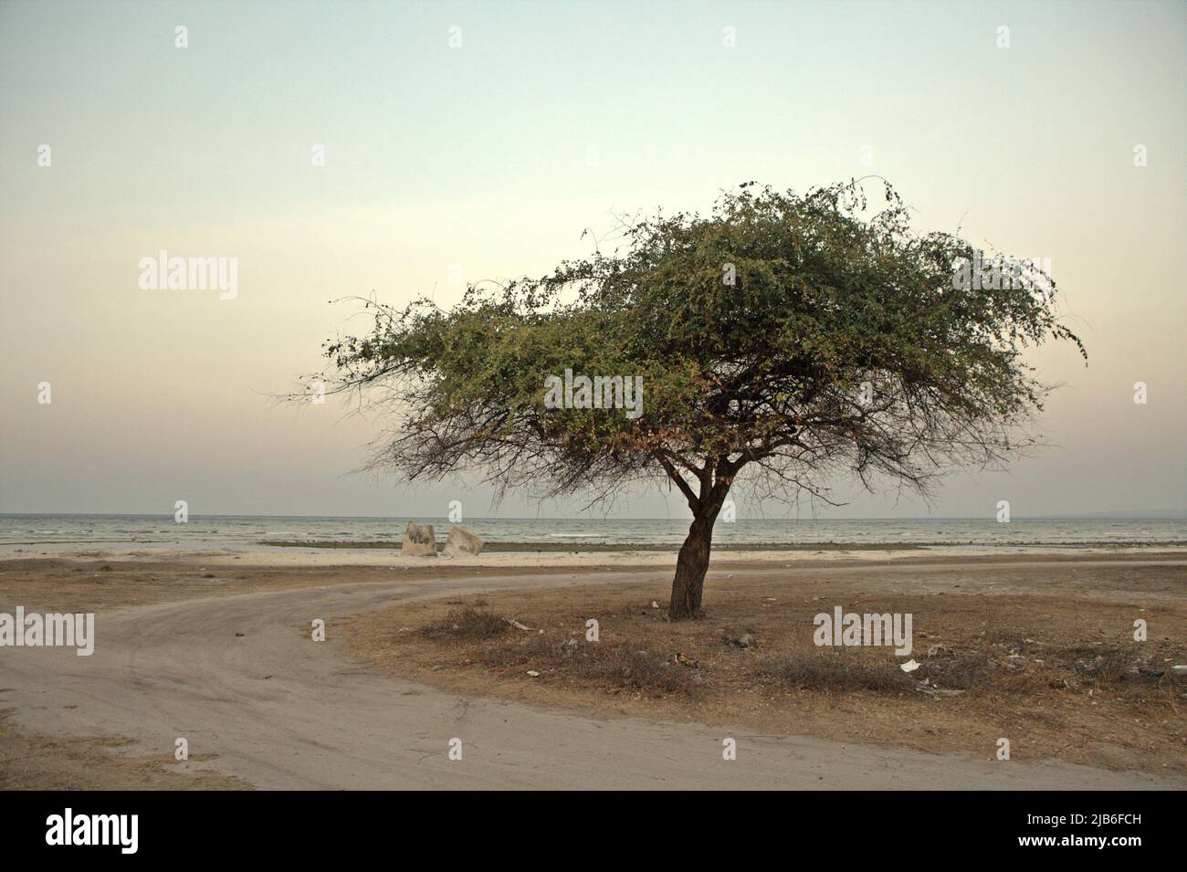 Ein Baum mit trockenem Klima an einem Strand in Mondu, Kanatang, East Sumba, East Nusa Tenggara, Indonesien. Dieser Strand könnte zu den halben Sandstränden der Welt gehören, die bis zum Ende des Jahrhunderts verschwinden könnten, wenn der Klimawandel unvermindert weitergeht, wie Klimawissenschaftler in ihrer Publikation über Nature Climate Change vom März 2020 berichteten. Stockfoto