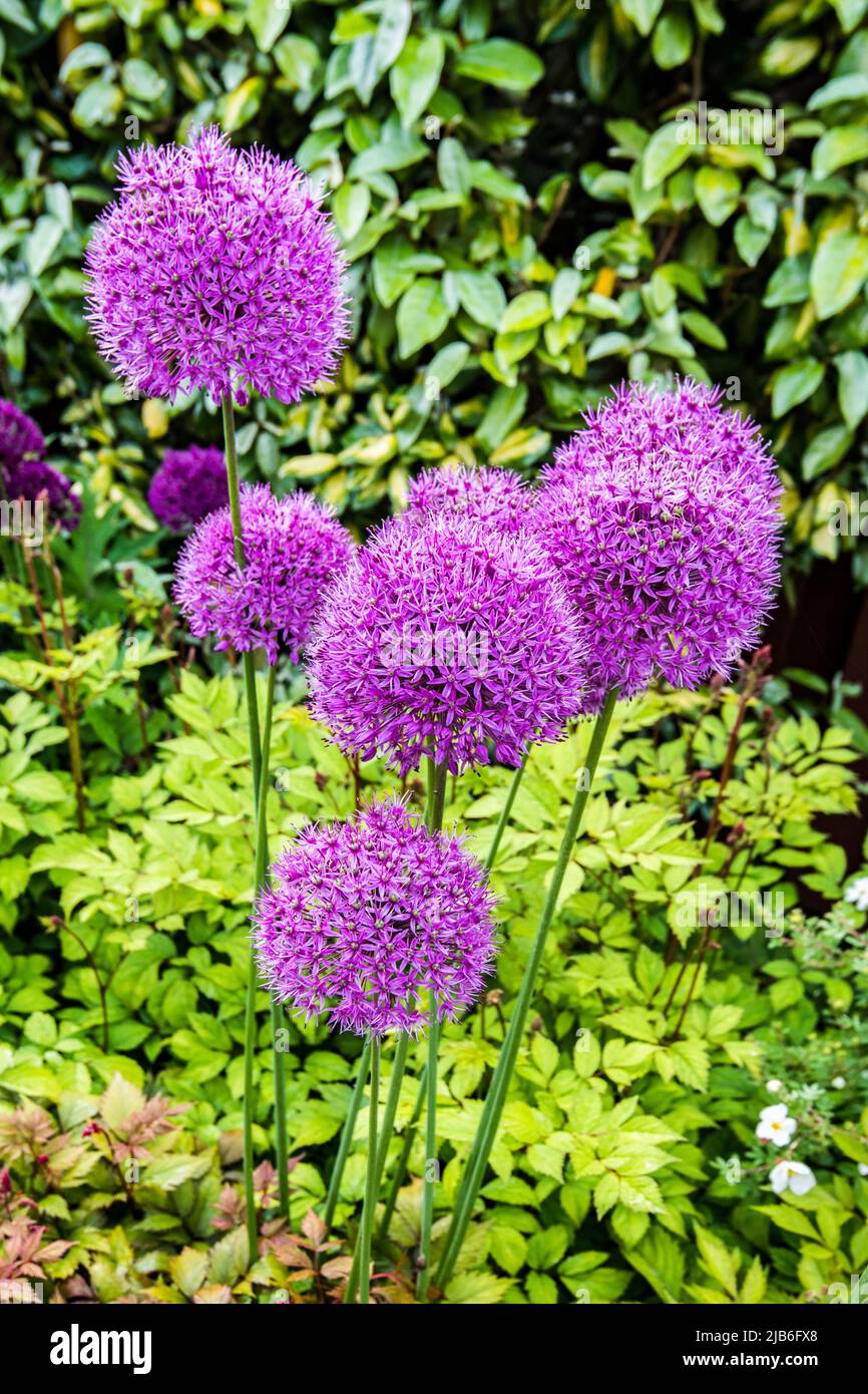 Blühender Allium hollandicum, Purple Sensation. Stockfoto