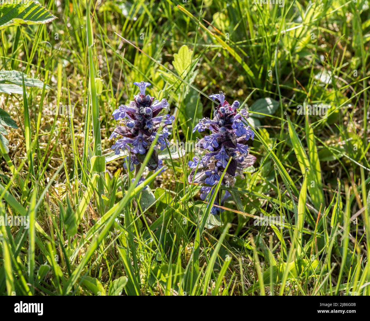 Ajuga reptans , auch bekannt als bugleweed, gemahlene Kiefer, Teppich bugle, oder einfach nur bugle Stockfoto