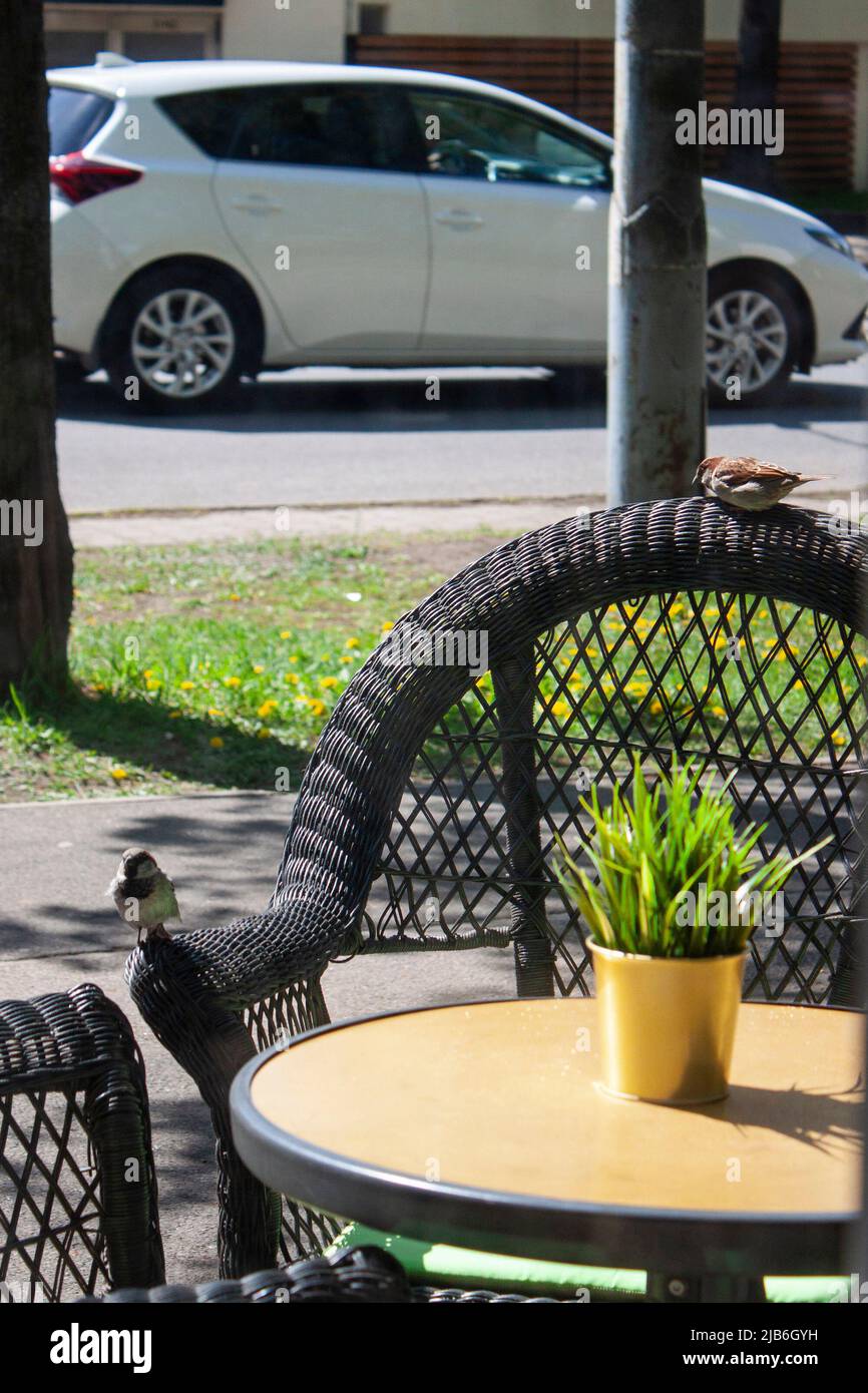 Spatzen auf den Korbsesseln im Open-Air-Café Stockfoto