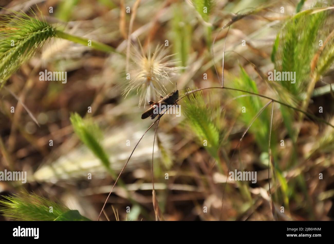 Brauner Grashüpfer auf Gras, Makro. Brauner Grashüpfer getarnt im toten Gras. Stockfoto