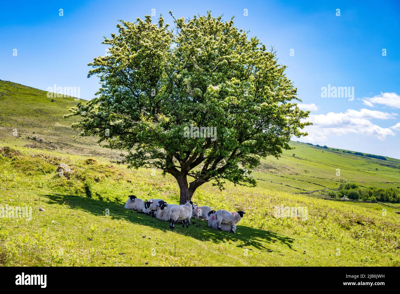 Schafe, die sich unter einem Baum auf der Headland Warren Farm, Dartmoor, Devon, Großbritannien, vor der Sonne schützen Stockfoto