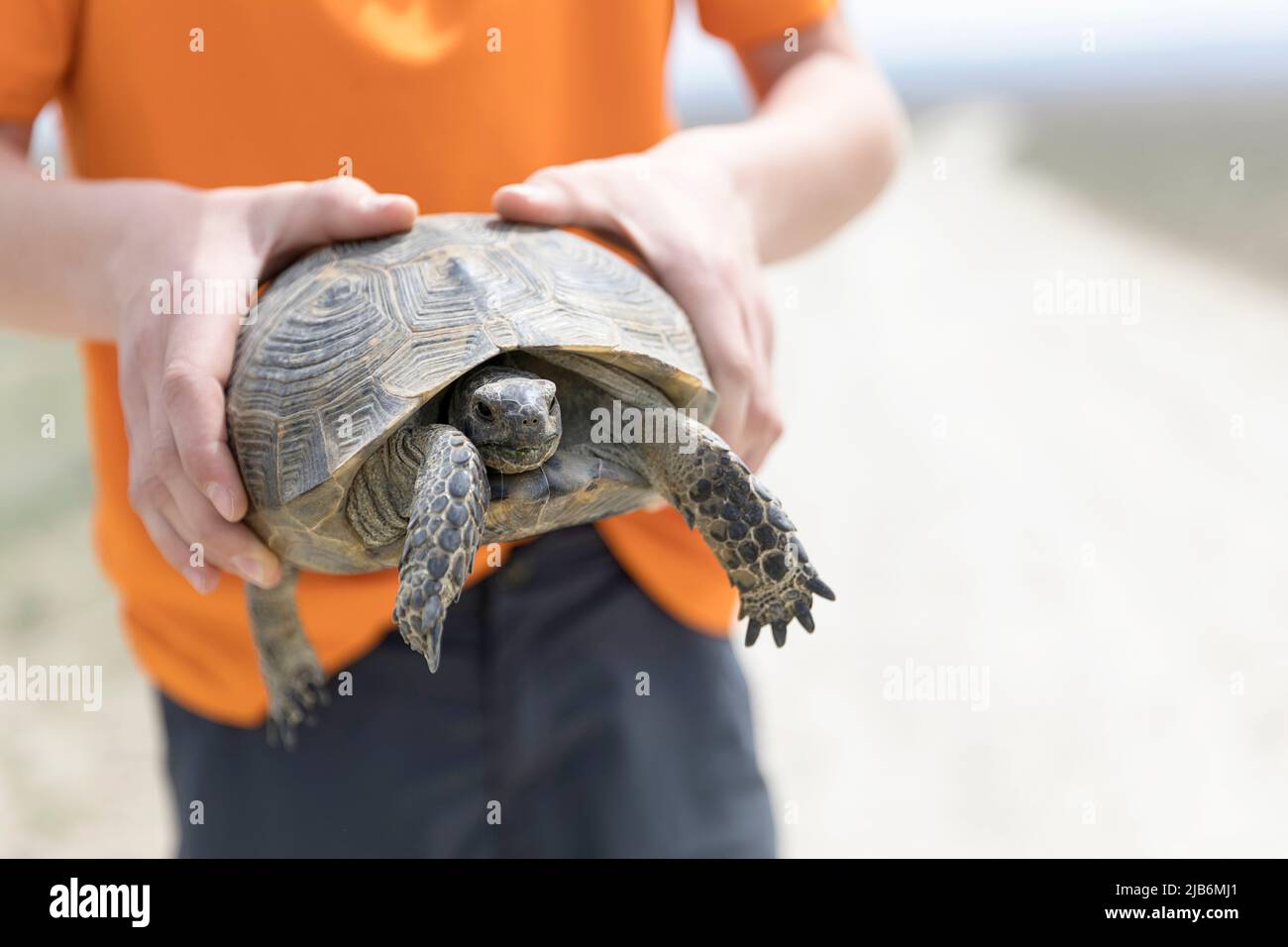 Junge mit griechischer Schildkröte (Testudo graeca) auf einer unbefestigten Straße im Vashlovani-Nationalpark, Georgia Stockfoto