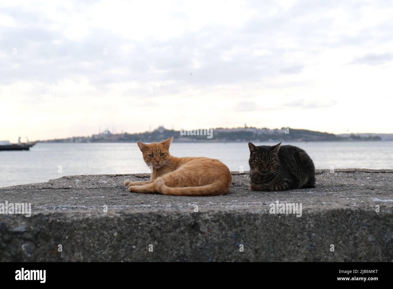 Gelbe Katze und dunkle Katze sitzen am bewölkten Tag auf dem Felsen mit Stadthintergrund Stockfoto