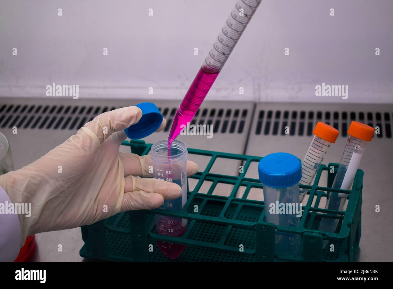 Der Forscher stellt ein Zellkulturmedium mit einer Makropipette in die Kabine mit hepa-Filtern. Stockfoto
