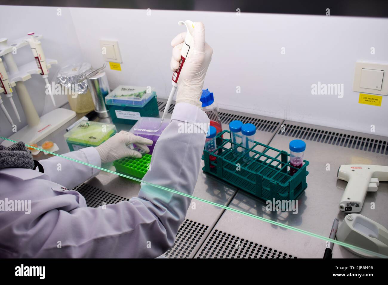 Frau, die mit Zellen in einer hepa-gefilterten Zellkulturkabine mit Mikropipette arbeitet Stockfoto