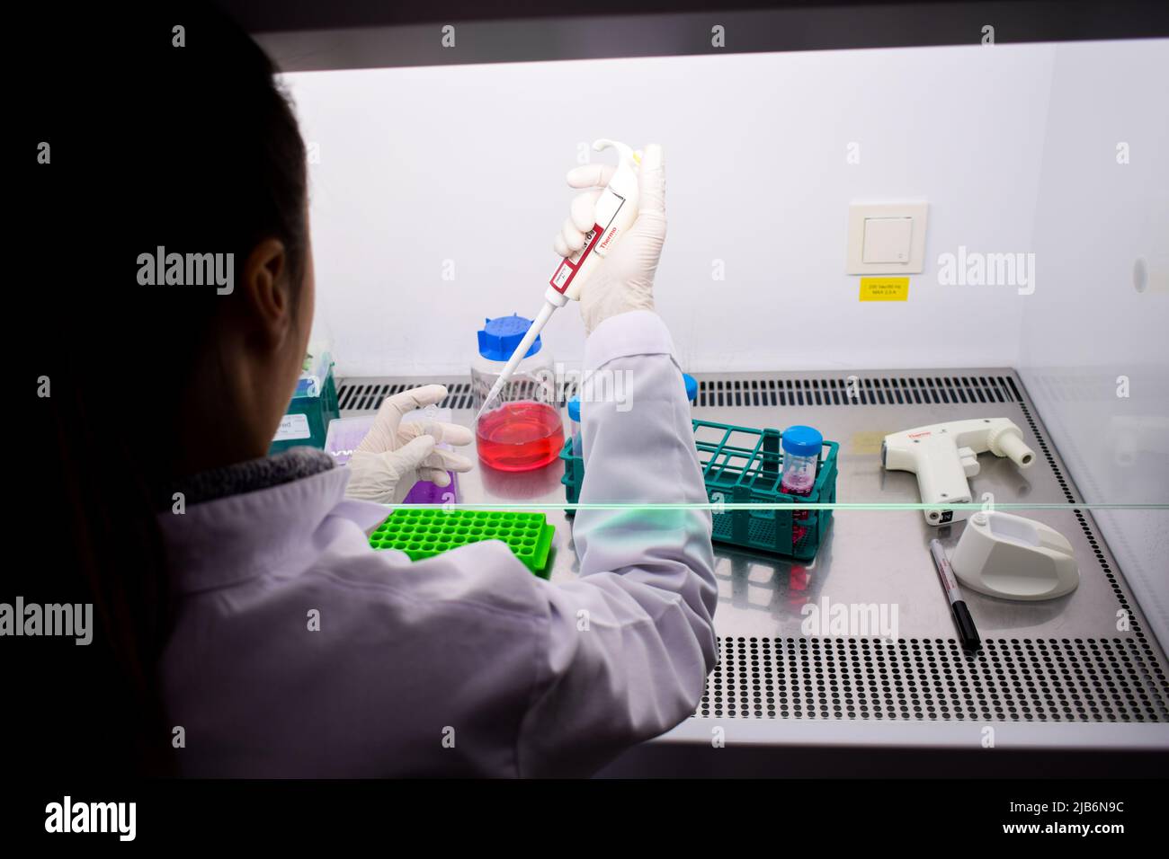Frau, die mit Zellen in einer hepa-gefilterten Zellkulturkabine mit Mikropipette arbeitet Stockfoto