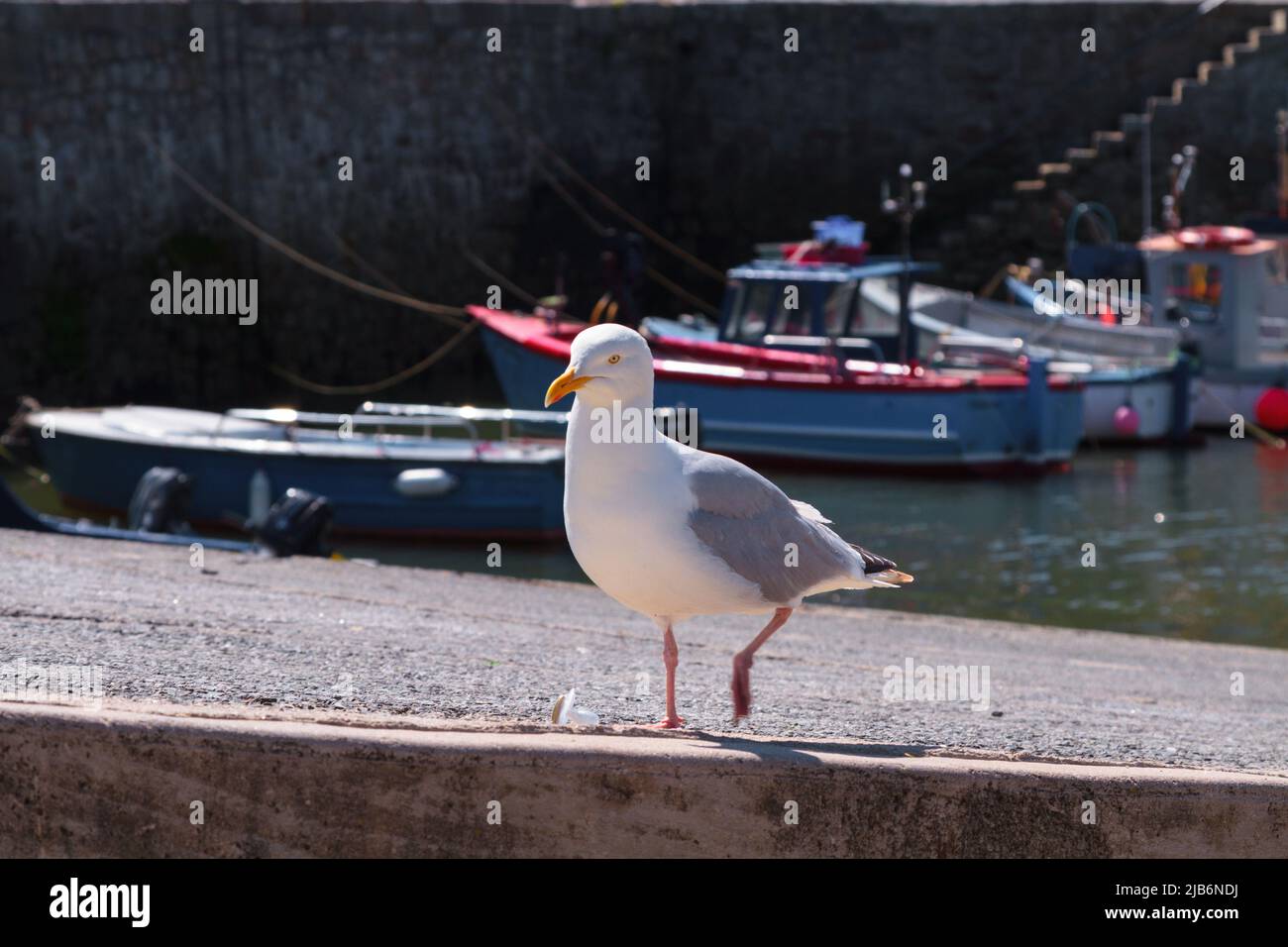 Heringsmöwe schlendert am Hafen von Porthleven Stockfoto