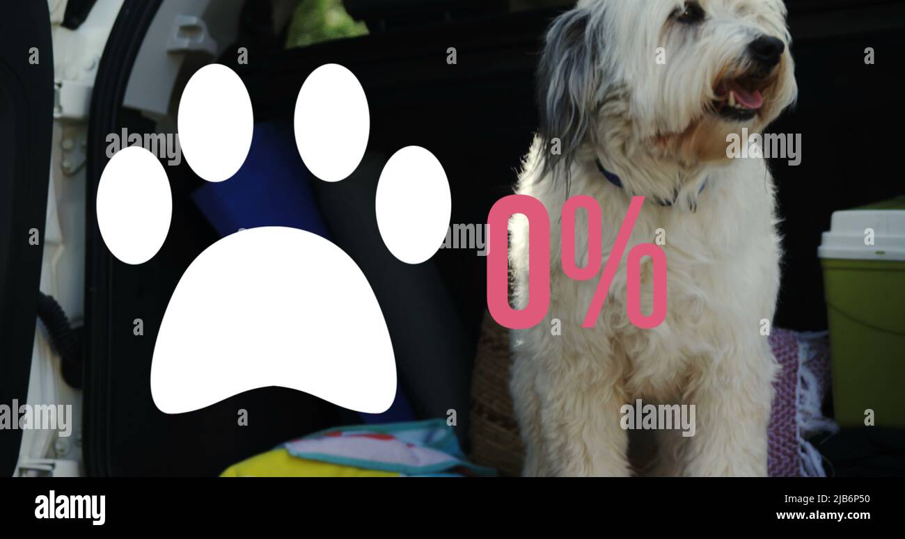Paw-Symbol mit steigendem Prozentsatz gegen den Hund, der im hinteren Teil eines Autos sitzt Stockfoto