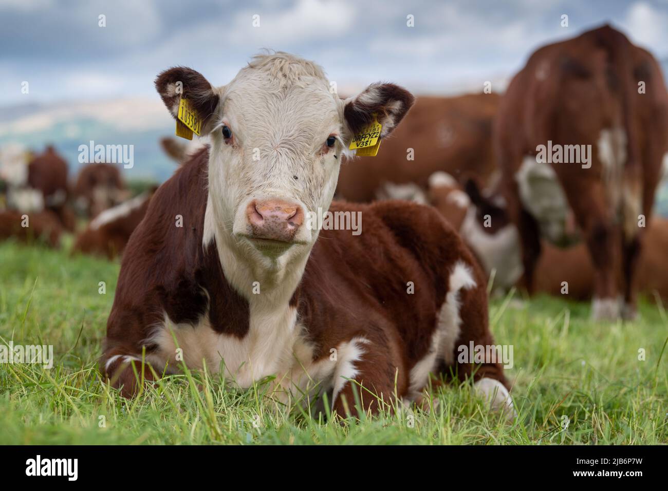 Hereford-Kalb setzte sich unter die Herde, auf Grasland in Cumbria, Großbritannien. Stockfoto