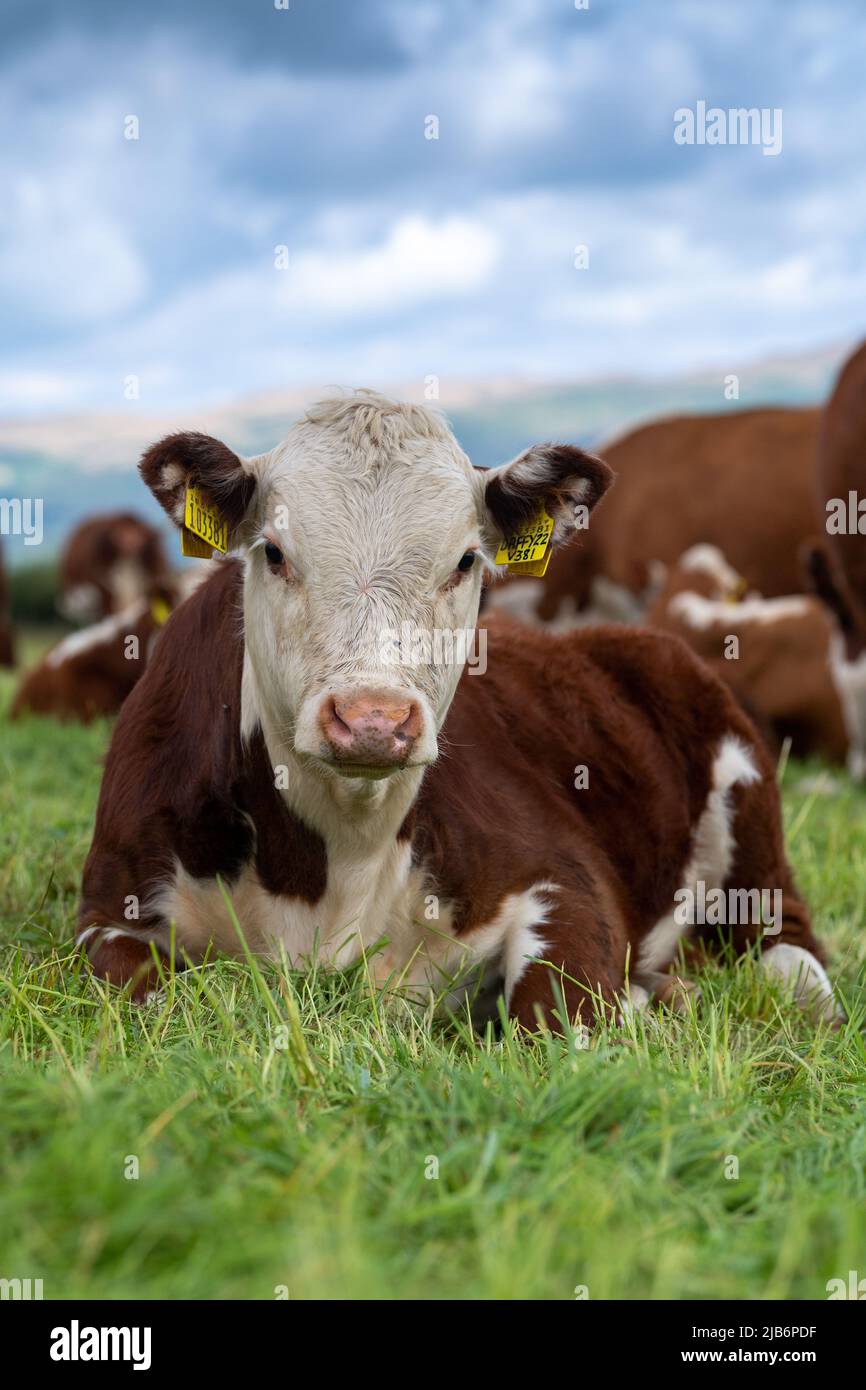 Hereford-Kalb setzte sich unter die Herde, auf Grasland in Cumbria, Großbritannien. Stockfoto