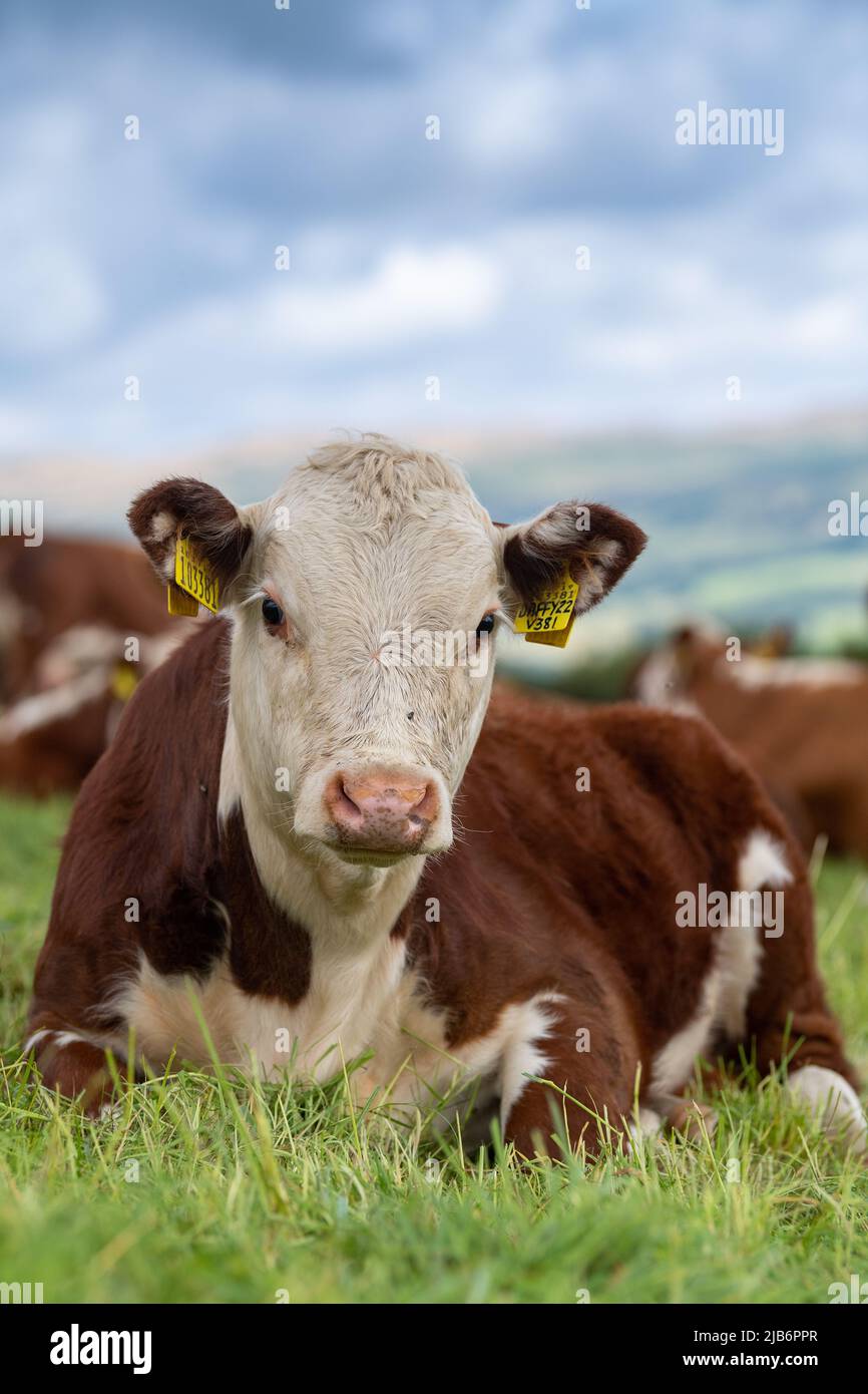 Hereford-Kalb setzte sich unter die Herde, auf Grasland in Cumbria, Großbritannien. Stockfoto