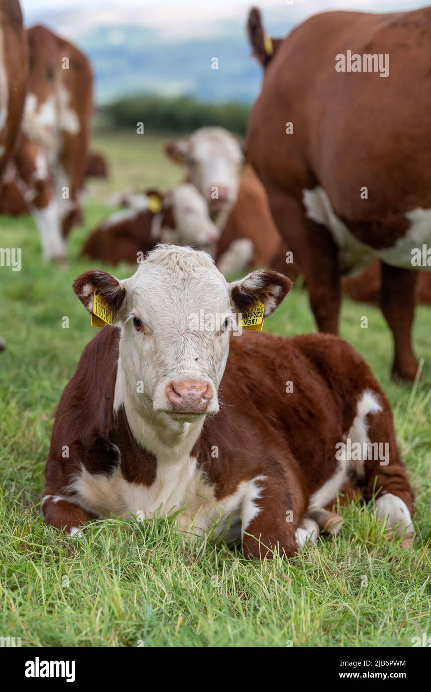 Hereford-Kalb setzte sich unter die Herde, auf Grasland in Cumbria, Großbritannien. Stockfoto
