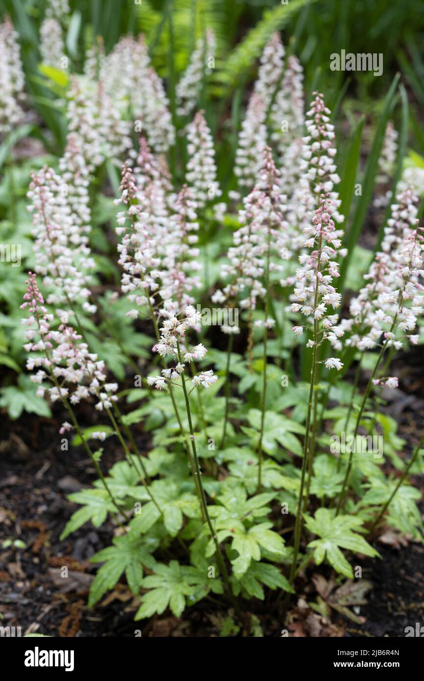 Heucherella „Fresh Green“-Glocken. Stockfoto