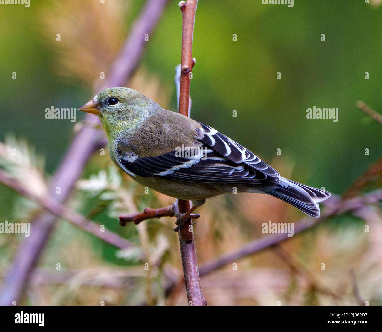 American Goldfinch weibliche Vogel Nahaufnahme Seitenansicht, auf einem Zweig mit einem verschwommenen Hintergrund in seiner Umgebung und Lebensraum mit gelben Federn thront. Stockfoto