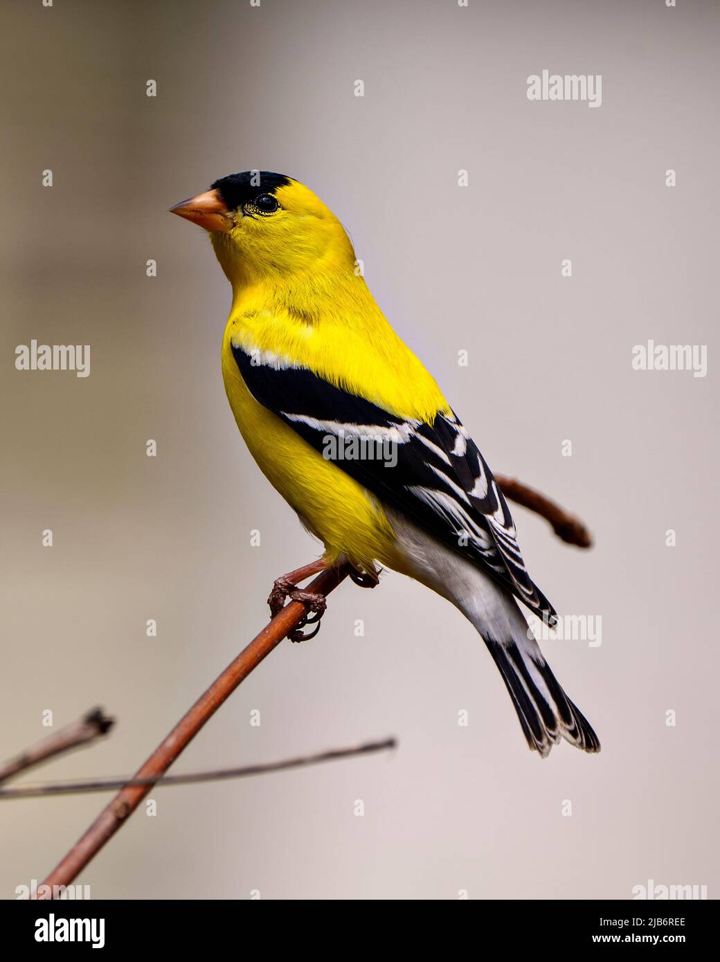 American Goldfinch männliche Nahaufnahme, die auf einem Zweig mit einem weißen Hintergrund in seiner Umgebung thront und ein gelbes Federgefieder zeigt. Stockfoto