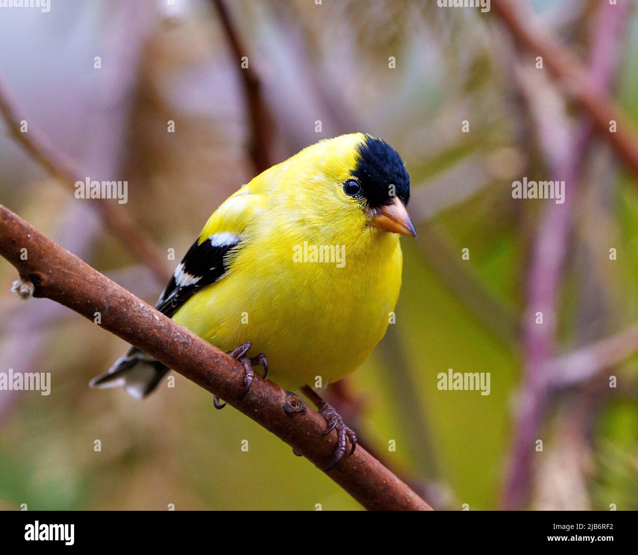 American Goldfinch männliche Nahaufnahme Profilansicht, auf einem Zweig mit einem verschwommenen Waldhintergrund in seiner Umgebung und Lebensraum, die gelb. Stockfoto