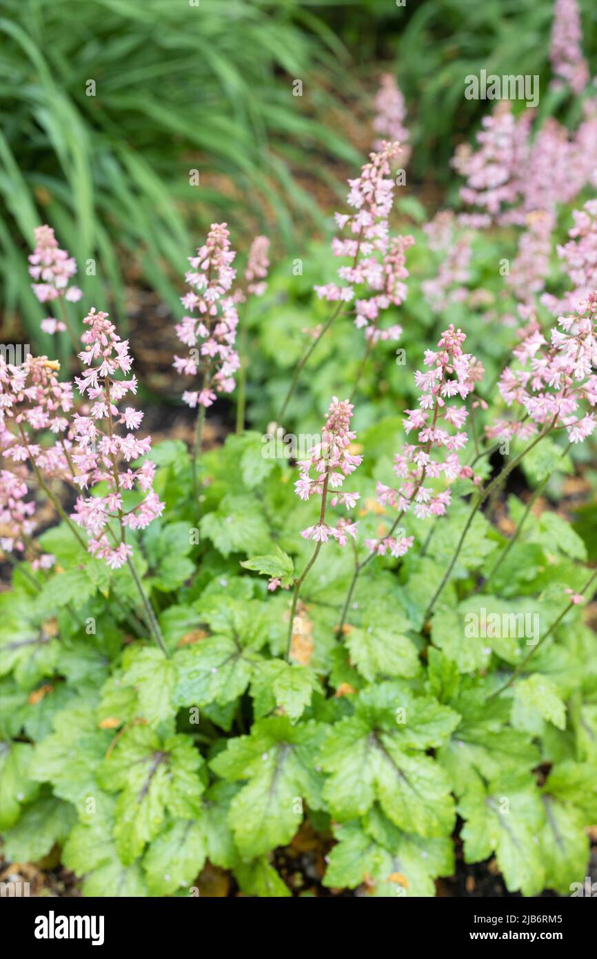 Heucherella „Pink Revolution“. Stockfoto