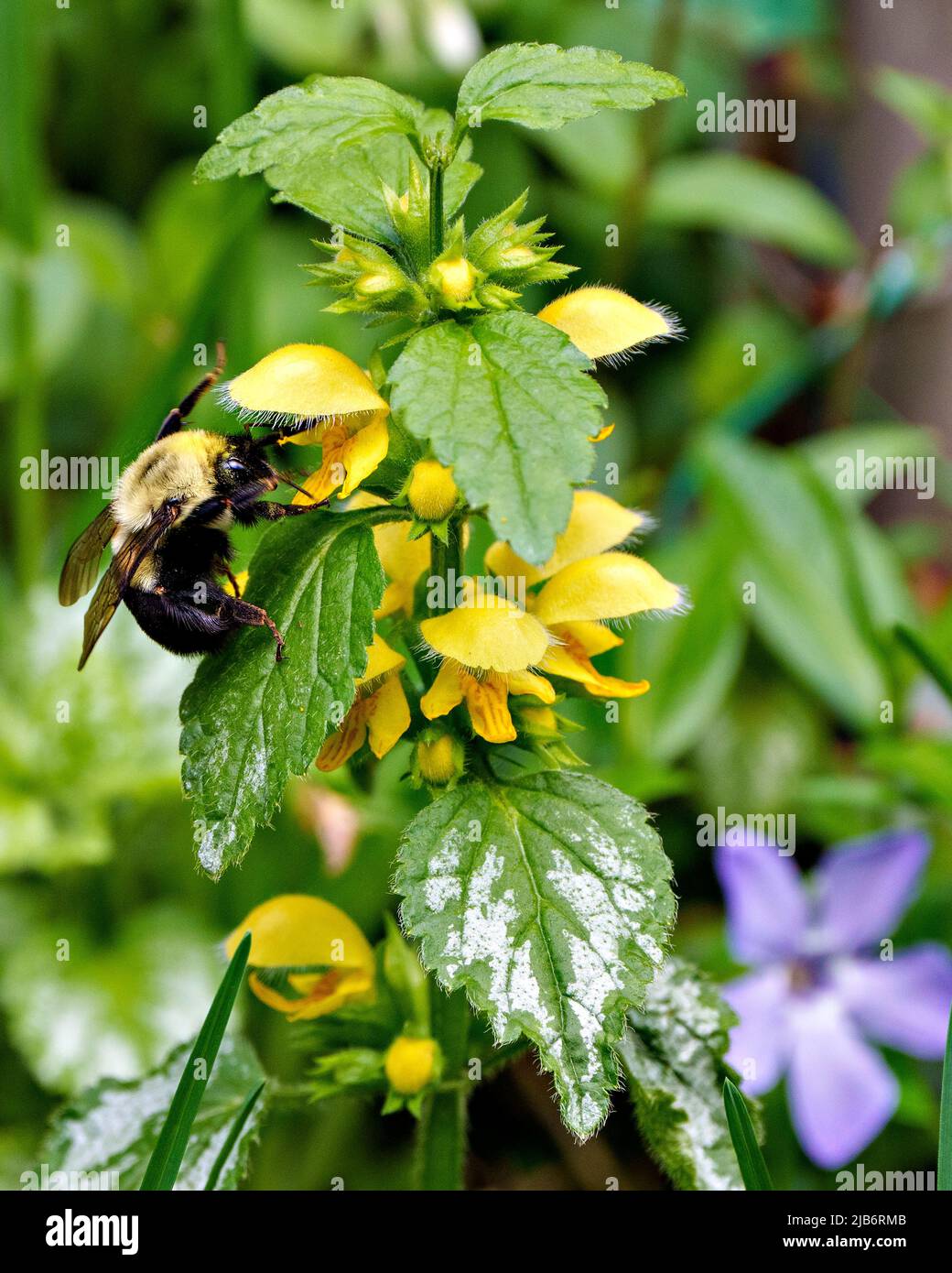 Braungurted Bumblebee sammelt Nektar aus einer gelben Blume mit Laub und verwischen Hintergrund in seiner Umgebung und Lebensraum. Bee Image und Photo. Stockfoto