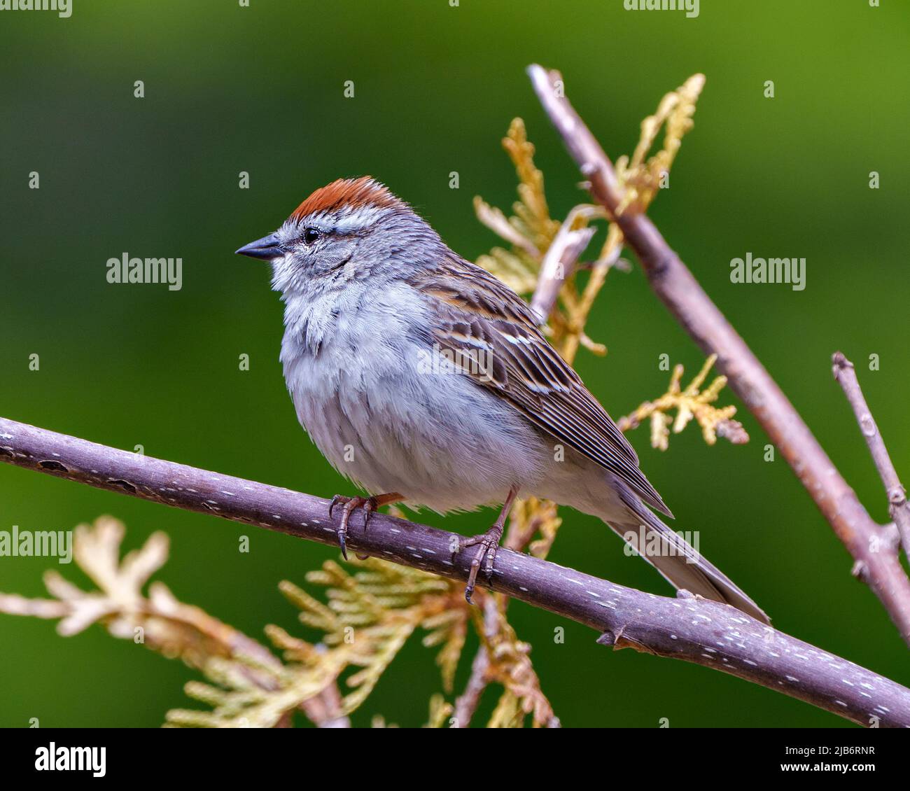 Chipping Sparrow close-up auf einem Ast mit einem verschwommenen grünen Hintergrund in seiner Umgebung und Umgebung. Sperling Foto. Hochformat. Stockfoto