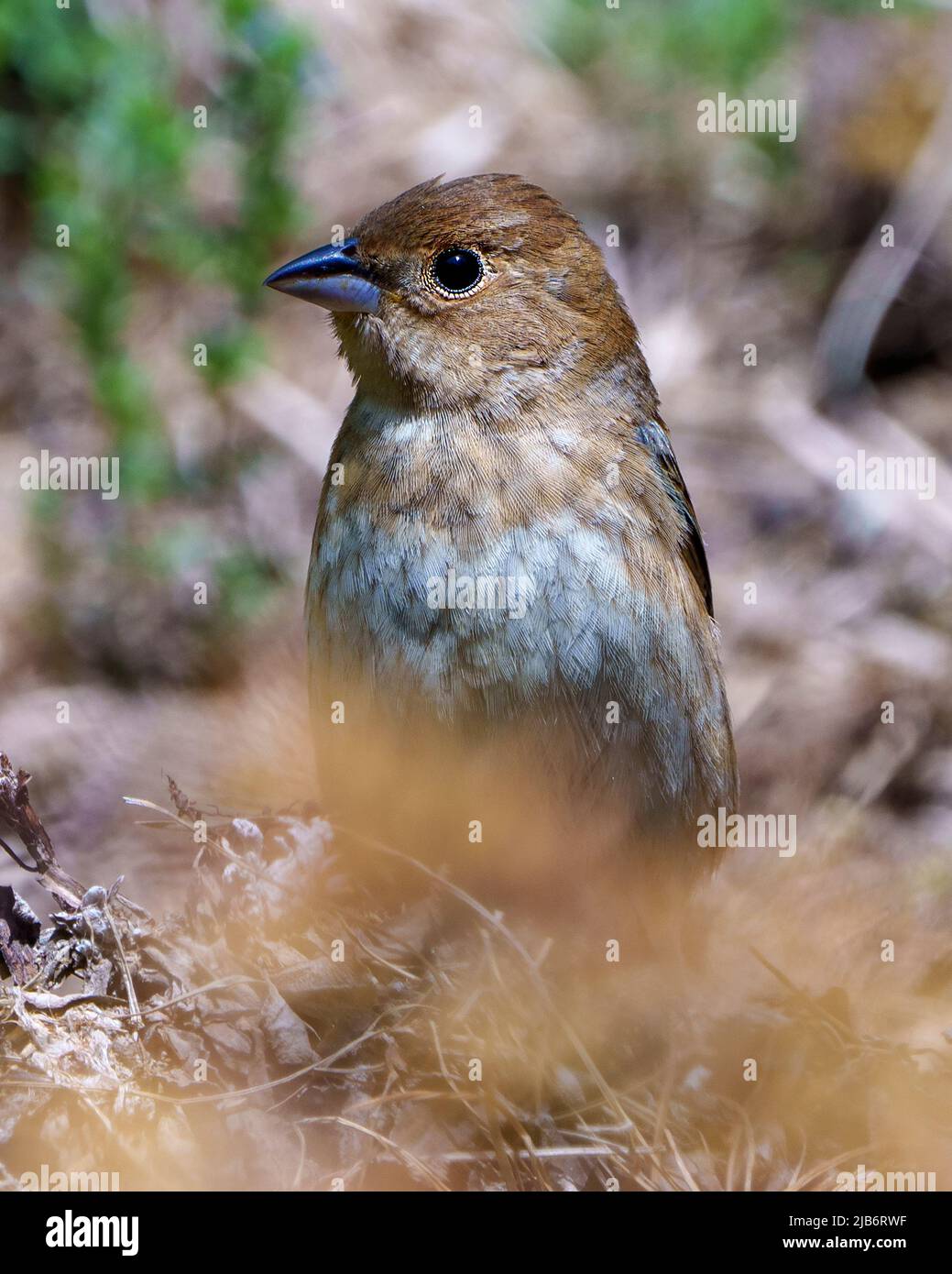 Sperling Gesicht Nahaufnahme mit einem unscharfen Hintergrund in seiner Umgebung und Lebensraum Umgebung. Haus Brown Sparrow. Stockfoto