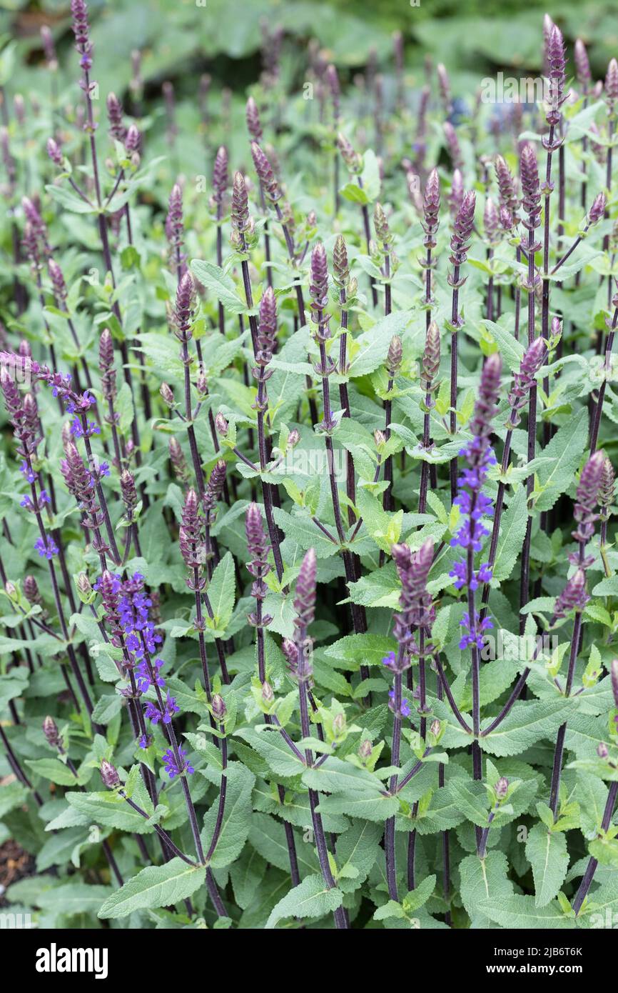 Salvia officinalis 'Caradonna'. Stockfoto