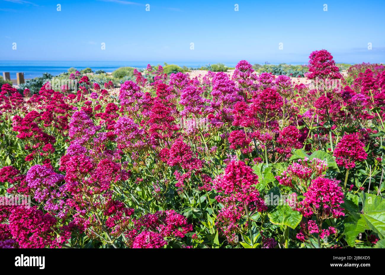 Rote Baldrianpflanze (Centranthus ruber), AKA Spur Baldrian, Kiss-me-Quick, Fuchsbürste, Jupiterbart, An einem Strand im Frühling in West Sussex, Großbritannien. Stockfoto