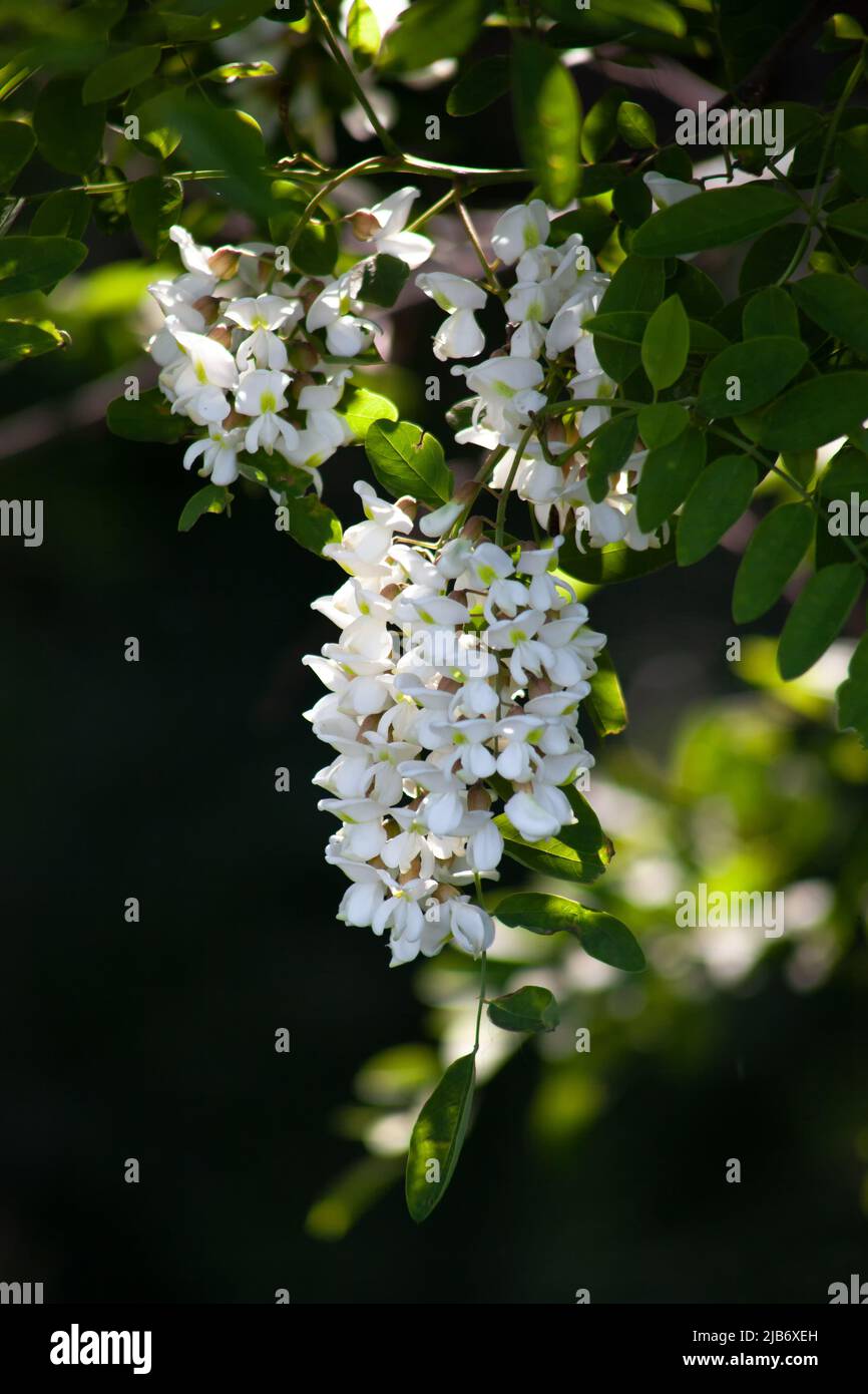 Akazienblüten auf einem Ast mit grünen Blättern, weiße Blüten in der Sonne auf schwarzem Hintergrund. Stockfoto