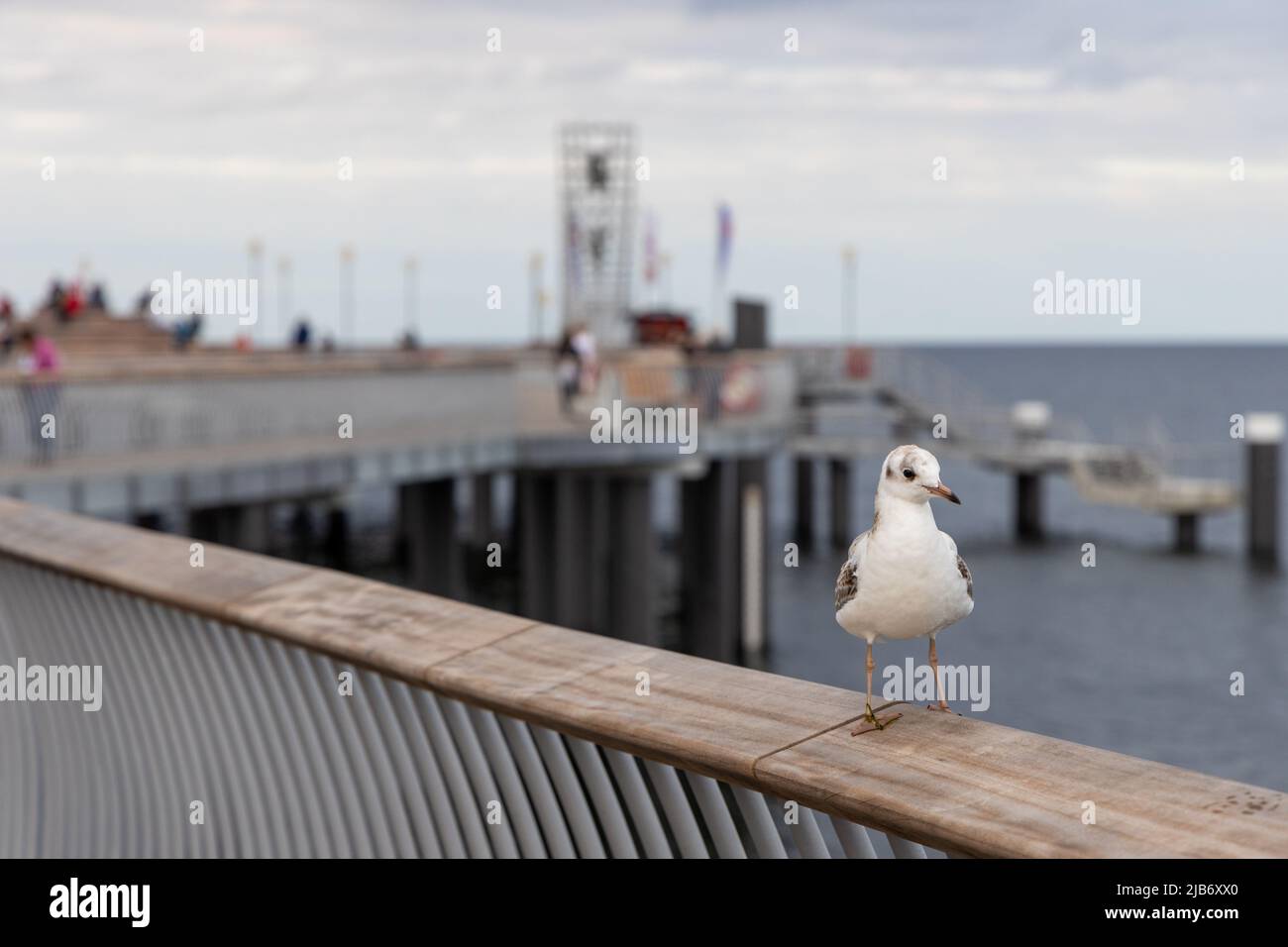 Eine weiße Möwe sitzt auf dem Geländer der neuen Seebrücke in Koserow auf der Insel Usedom. Stockfoto