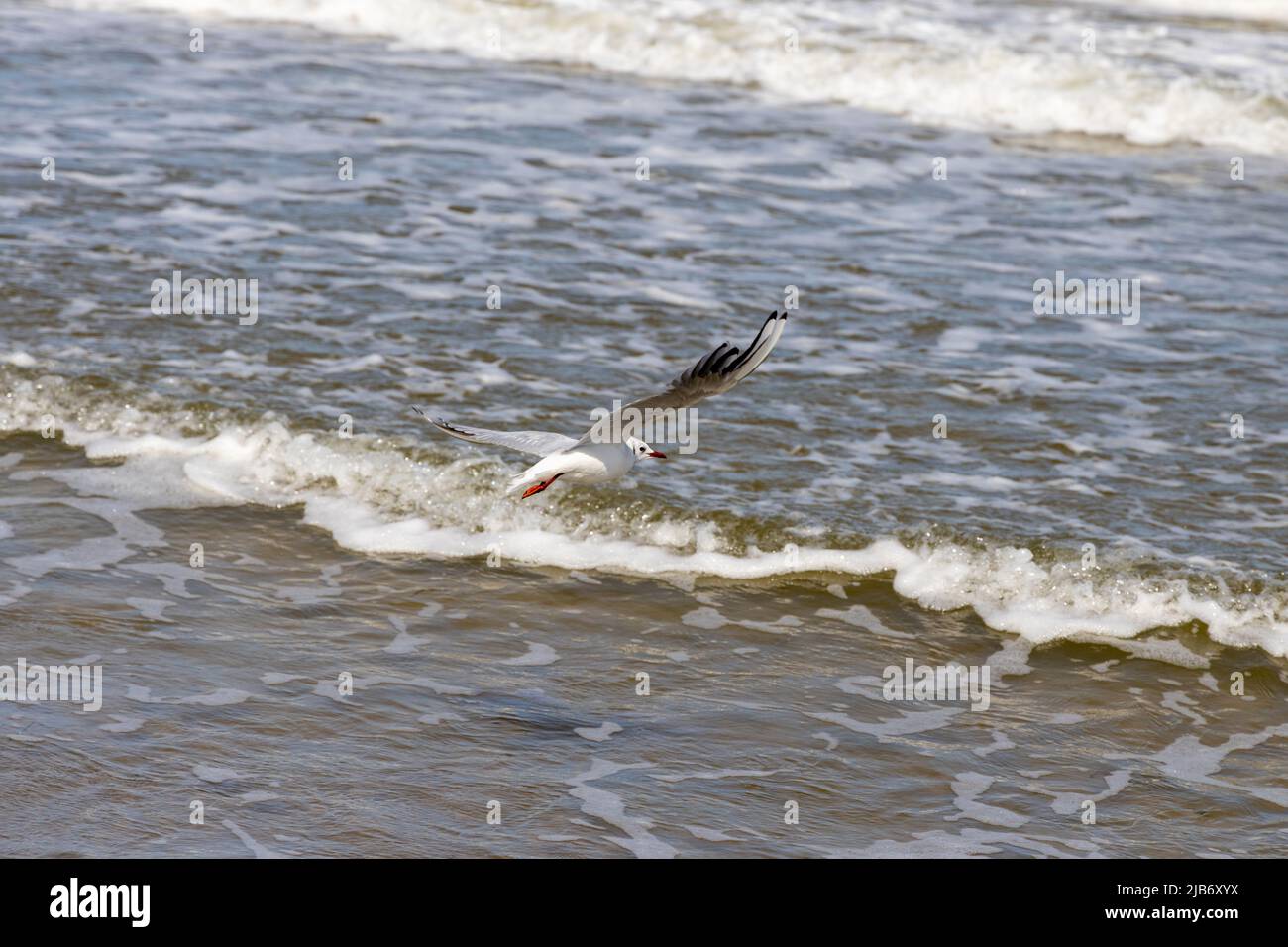 Viele Möwen am Strand der Ostsee auf der Suche nach Nahrung Stockfoto