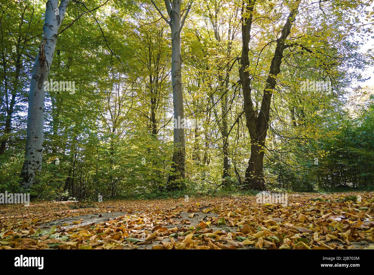 Wunderschöne Landschaft aus hellgrünen Wäldern mit üppigen Bäumen und heruntergefallenen trockenen Blättern, die den Boden im Herbstmorgen bedecken. Schöner wilder Wald im Morgengrauen. Stockfoto