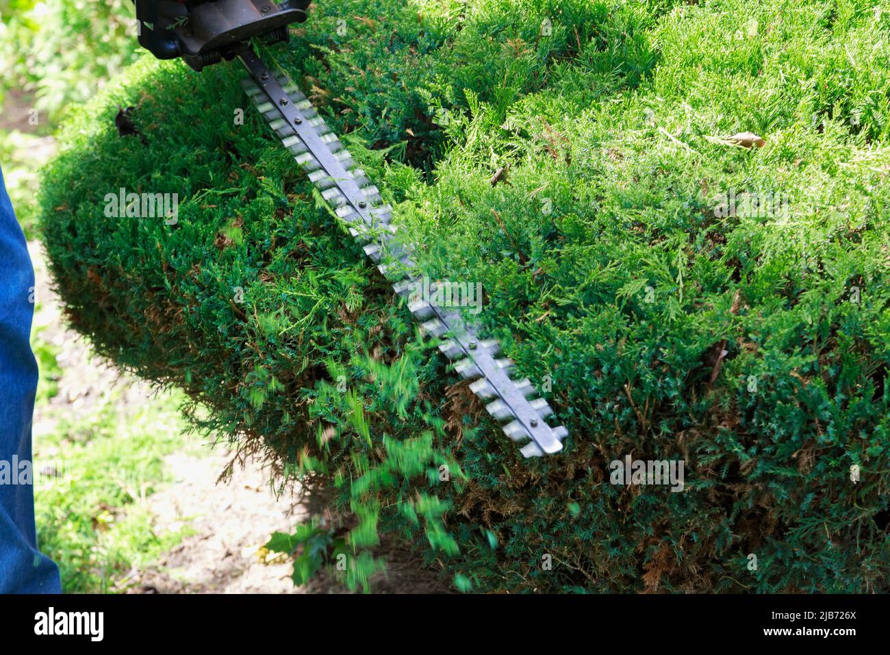 Die Arbeiter verwendeten Hecke für die Gartenarbeit. Stockfoto