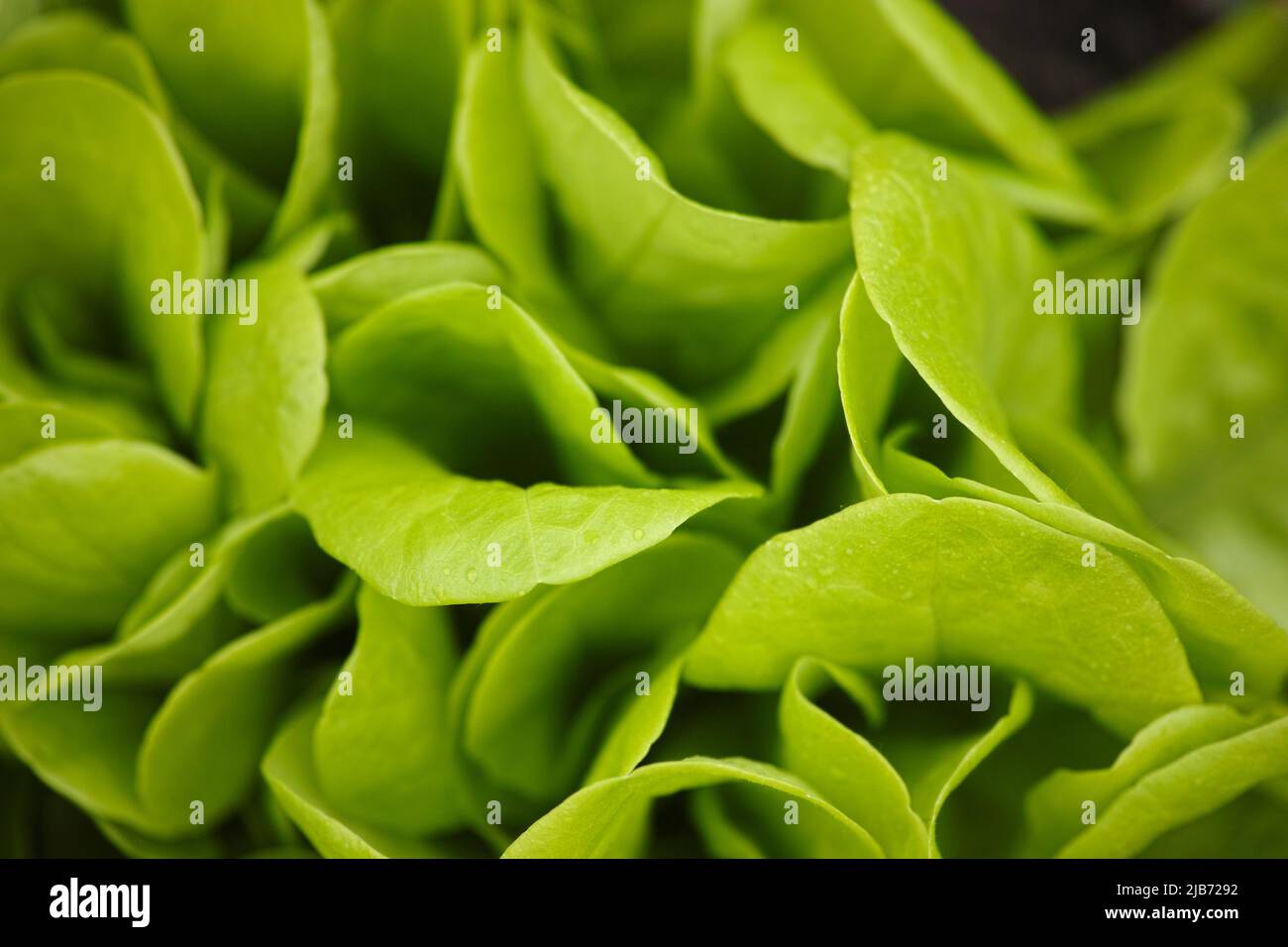 Eine Nahaufnahme einer Salatpflanze im Garten. Stockfoto