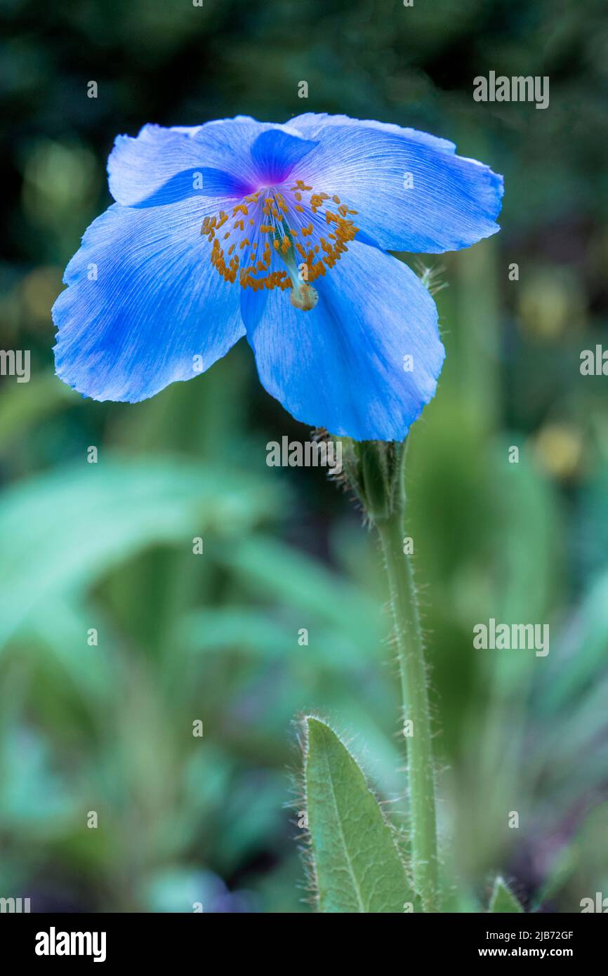 Ein einziger blauer Mohn in voller Blüte. Hoch und königlich, eine schöne Pflanze, die eine kurze Blütezeit hat Stockfoto