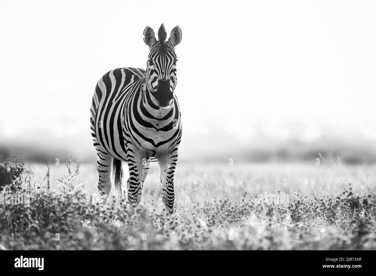 zebra in Kalahari, Botswana, mit Kamera Stockfoto