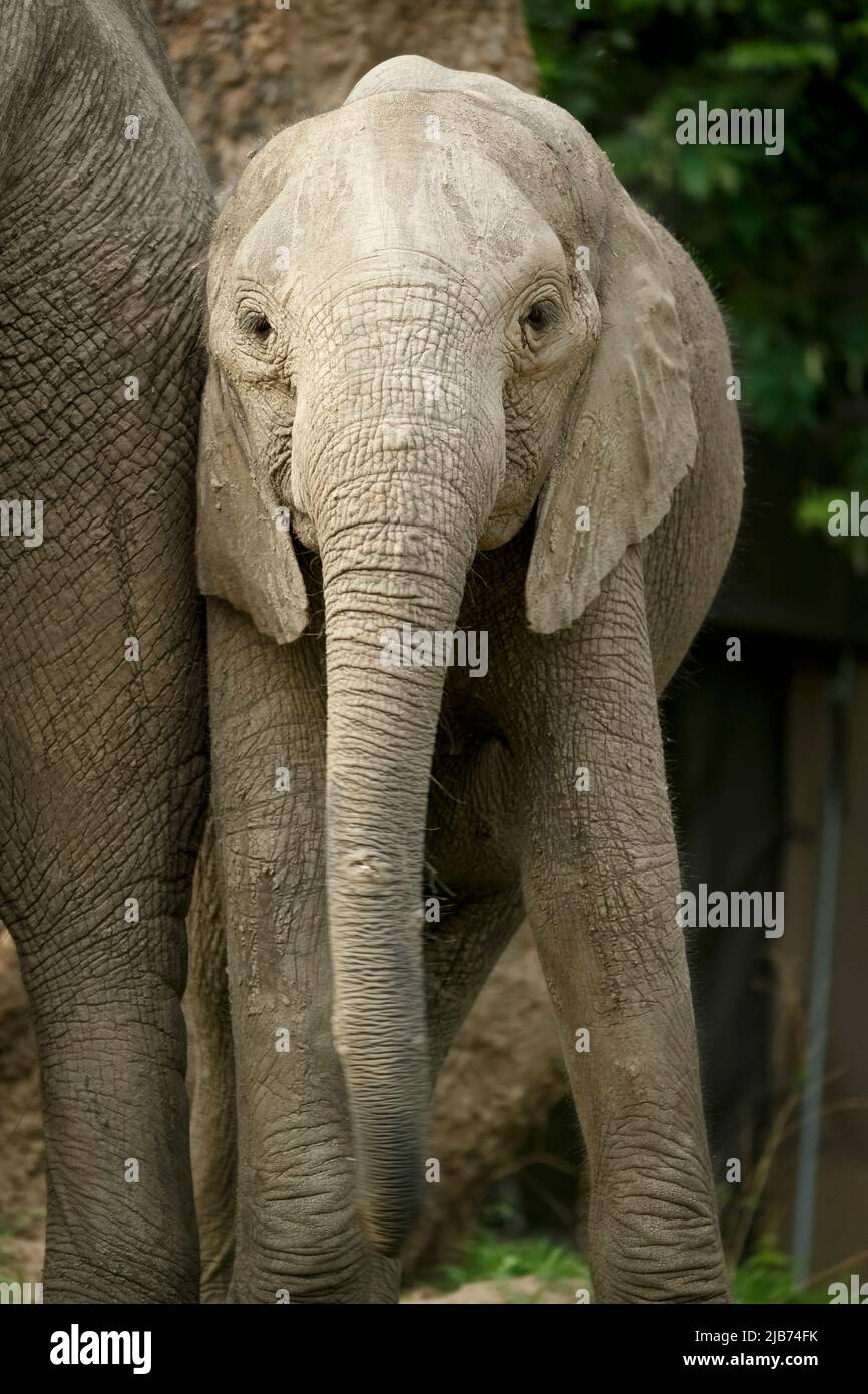 Elefant jung Blick auf die Kamera, während lehnte sich gegen Mutter Stockfoto