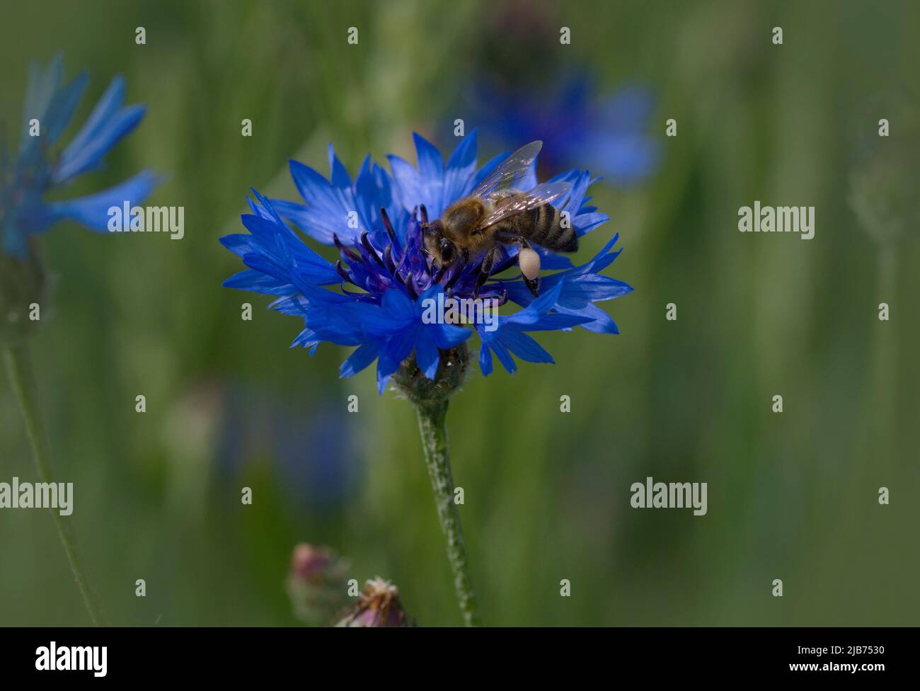 Makrofotografie einer Honigbiene auf einer blauen Maisblüte im Sommer Stockfoto