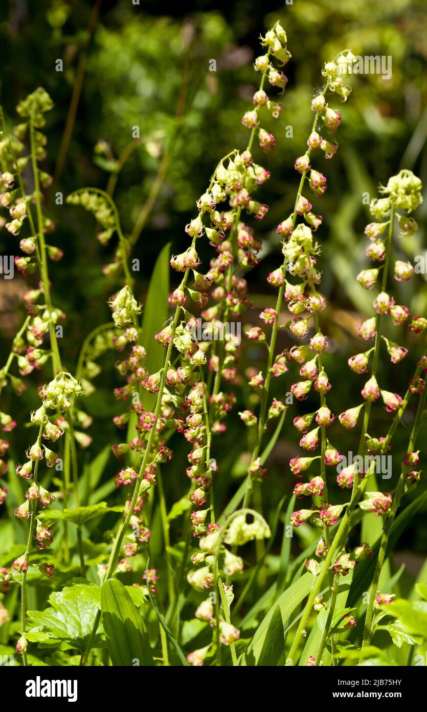 Zarte, rosa, hohe, gestielte Woodland-Blüten Stockfoto