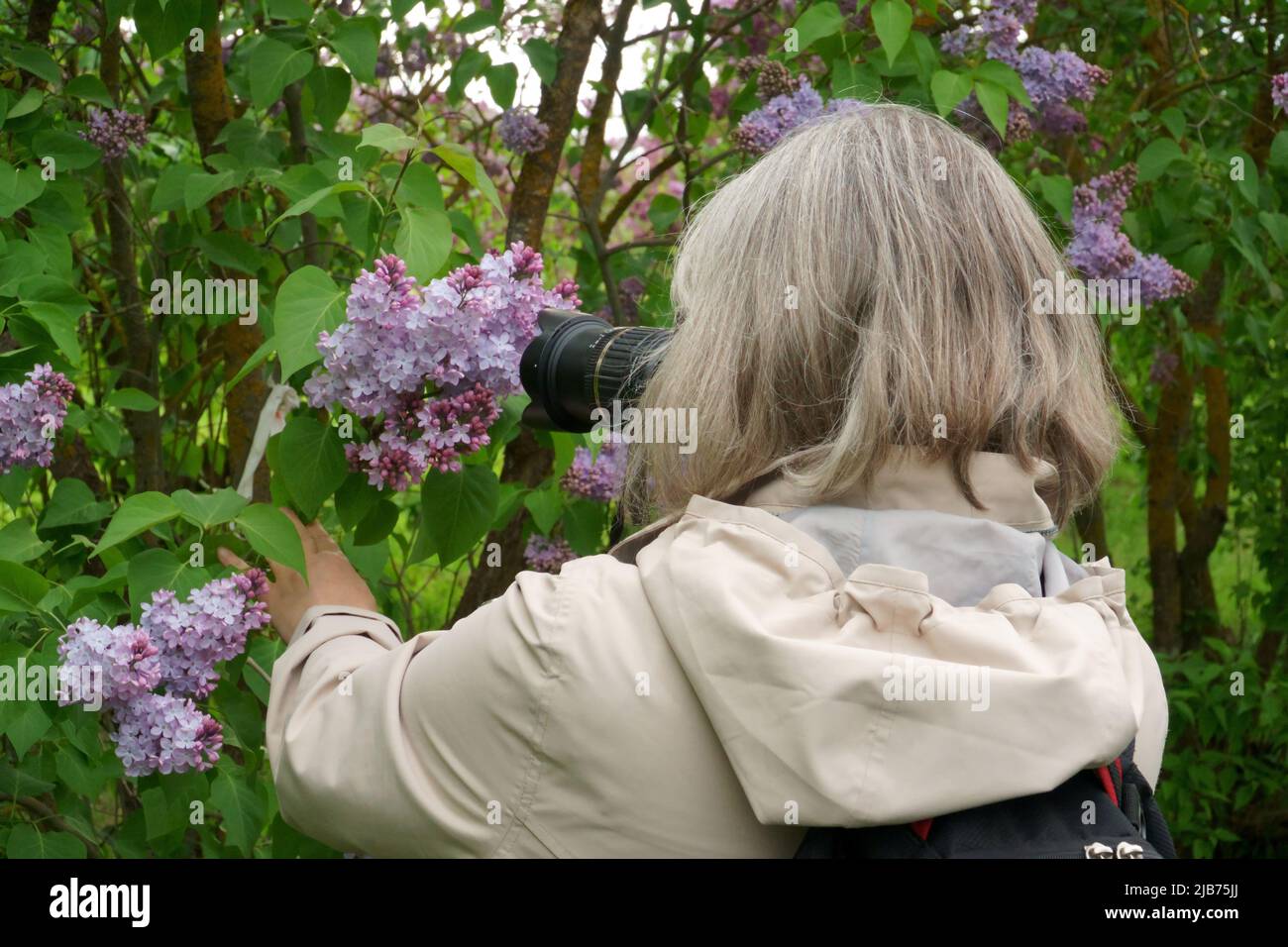 Naturfotograf in Aktion. Lady in travel macht Blumenfotos der Flieder mit einer Fotokamera mit einem in Japan hergestellten Objektiv. Stockfoto